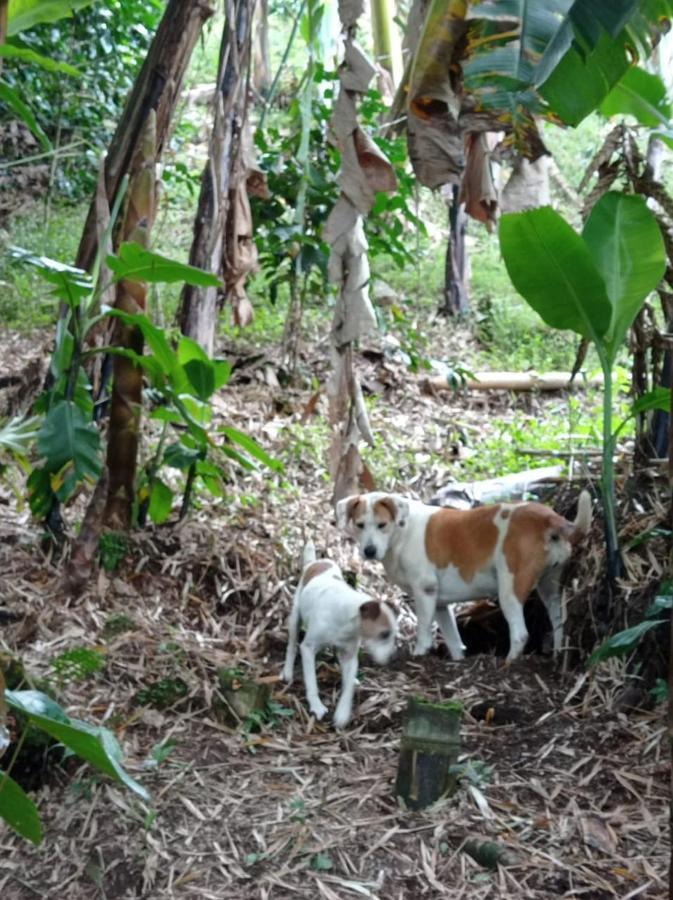 Alojamiento Rural Jardin Consentido Buitenkant foto