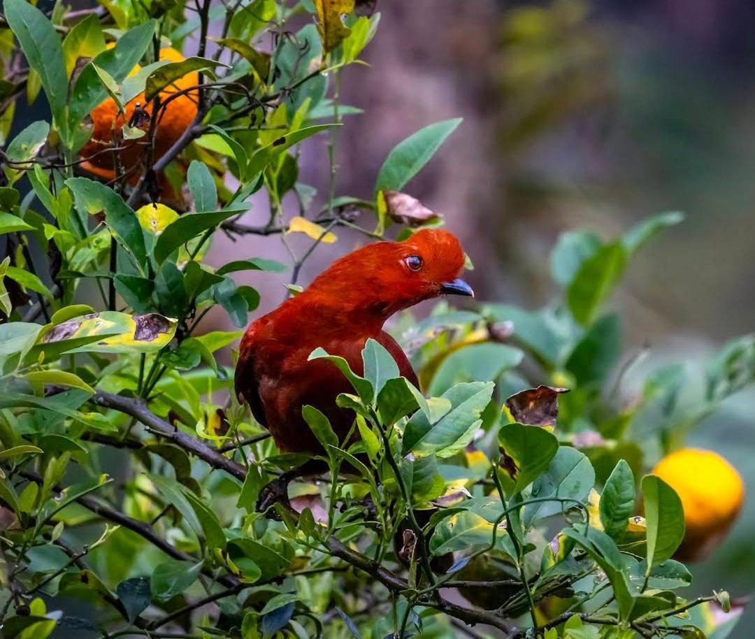 Alojamiento Rural Jardin Consentido Buitenkant foto